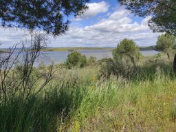 Flora del Cerro Masatrigo